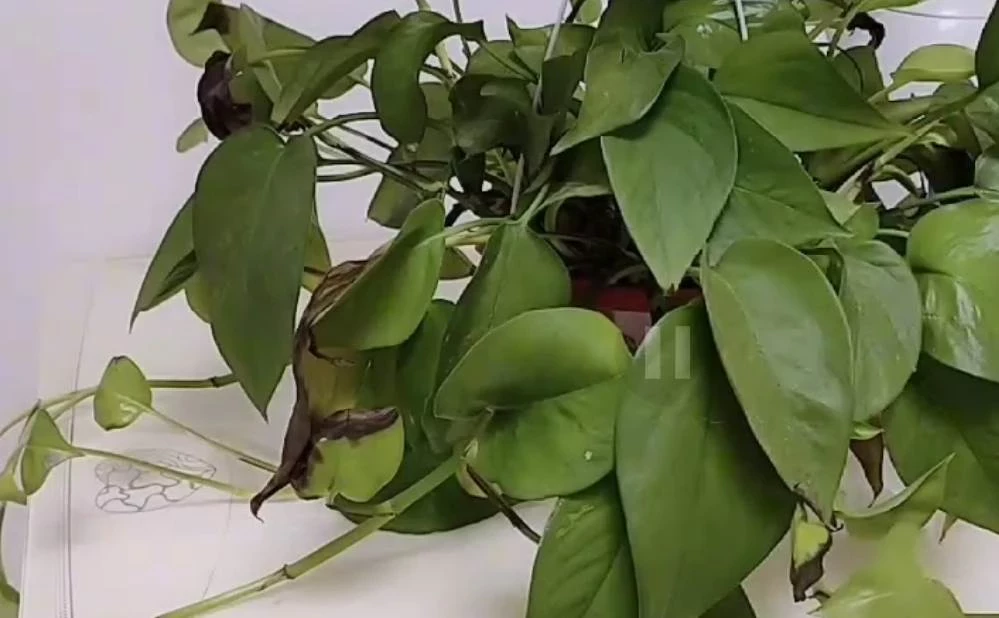 家裡有錢沒錢，茶幾上別放這4樣物品，別當耳旁風，家裡有快拿走