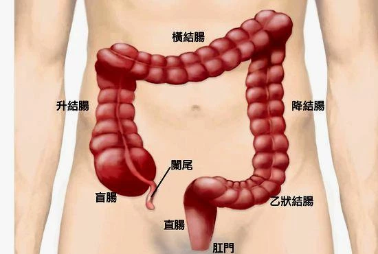 一吃完飯就想大便？別不當回事！你可能已被疾病纏身_反應
