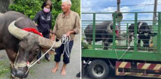 牠跟了我8年，退休老農不捨水牛被屠宰急找安養處，流淚送別牠不斷點頭道謝：再見了