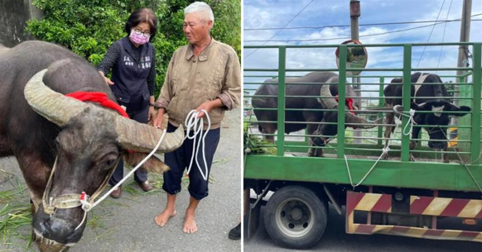 牠跟了我8年，退休老農不捨水牛被屠宰急找安養處，流淚送別牠不斷點頭道謝：再見了