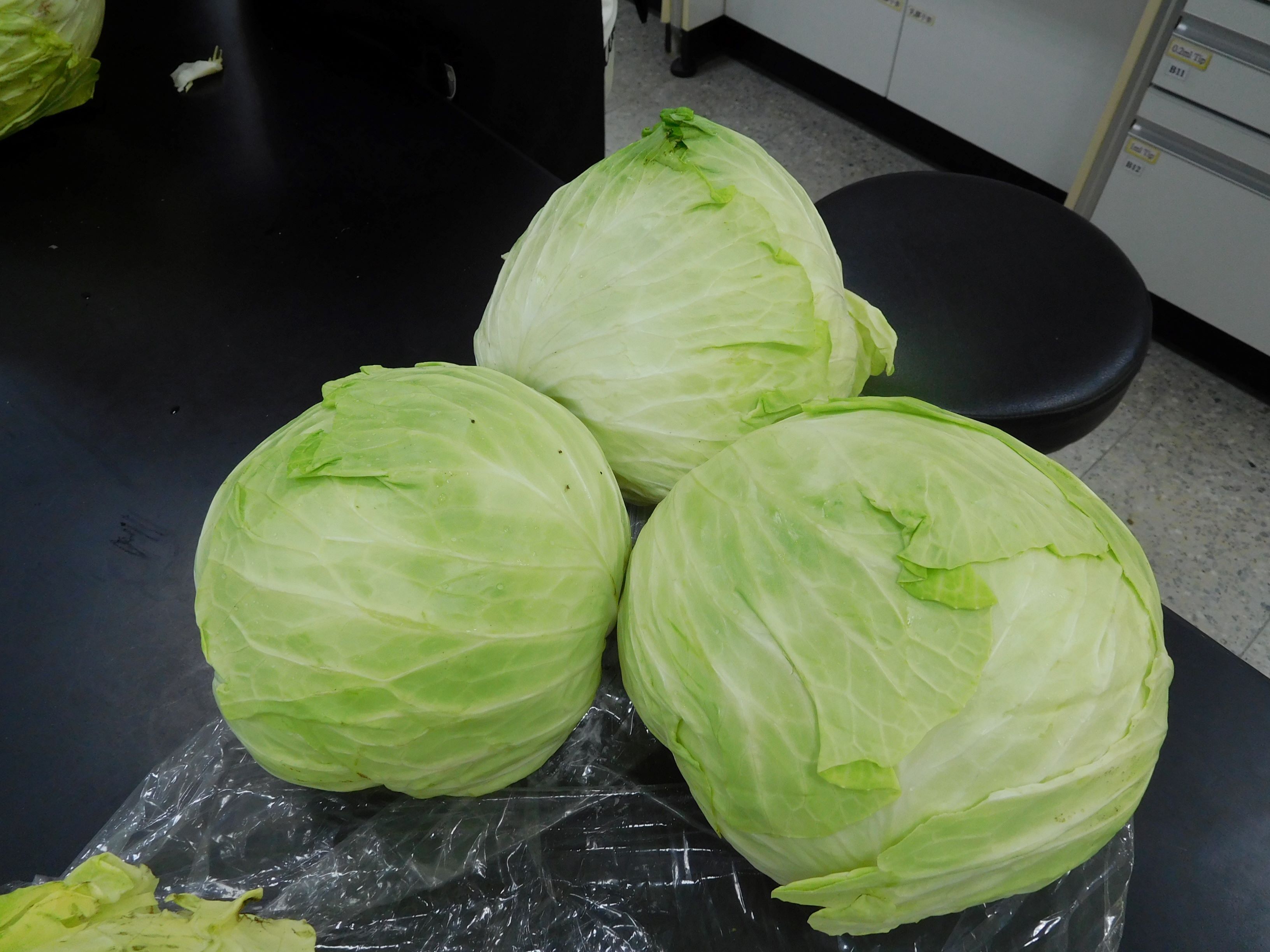生鮮高麗菜為製作美味高麗菜乾的唯一選擇