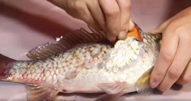 刮魚鱗原來這麼簡單，只需一個塑料袋，不飛濺不髒手，又快又乾淨