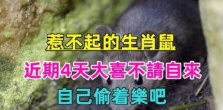 大運到來!「惹不起」的生肖鼠 近期4天「大喜不請自來」自己偷著樂吧