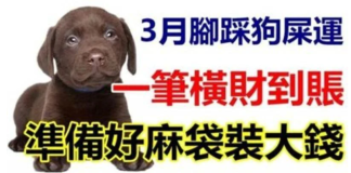 3月腳踩狗屎運,一筆橫財到賬,準備好麻袋裝大錢的生肖有你嘛