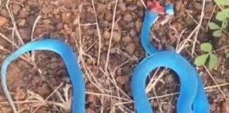 男子路遇一條藍色的蛇朝他爬過來,他躲開慶幸撿回一命,回家發現蛇的真實身分讓他超後悔