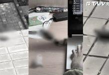高雄準碩生「殘害40隻倉鼠」!網怒喊「撤銷錄取資格」4國立大學回應了
