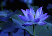9月6日起,運勢一飛衝天,橫財大發,大獎連中,財富堆成山的3大生肖